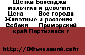 Щенки Басенджи ,мальчики и девочки › Цена ­ 1 - Все города Животные и растения » Собаки   . Приморский край,Партизанск г.